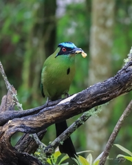 Momotus aequatorialis