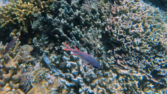 Myripristis violacea