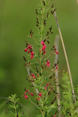 Indigofera zeyheri