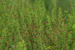 Indigofera zeyheri