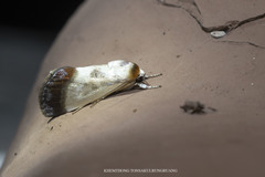 Westermannia triangularis