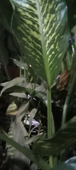 Dieffenbachia seguine