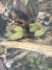 Mannia gracilis