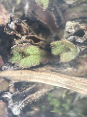 Mannia gracilis