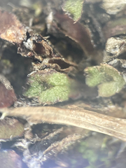 Mannia gracilis