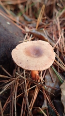 Lactarius hepaticus