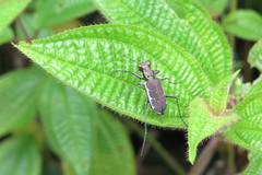 Cicindelina