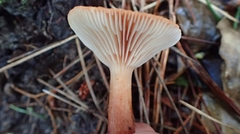 Lactarius hepaticus