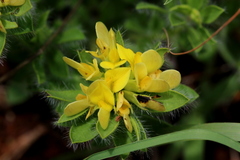 Leobordea foliosa