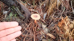 Lactarius hepaticus