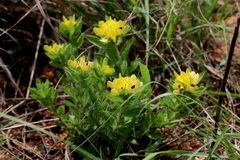 Leobordea foliosa