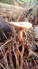 Lactarius hepaticus