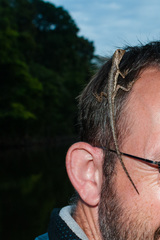 Uranoscodon superciliosus