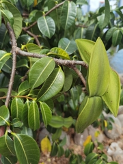 Cryptostegia madagascariensis