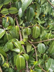 Cryptostegia madagascariensis