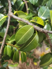 Cryptostegia madagascariensis