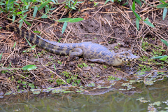 Caiman yacare