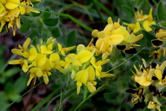 Leobordea foliosa