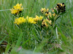 Leobordea foliosa