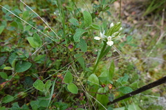 Dactylorhiza insularis