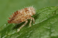 Macropsis fuscula