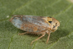Macropsis fuscula