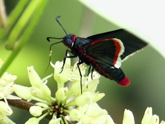 Mysoria barcastus barcastus