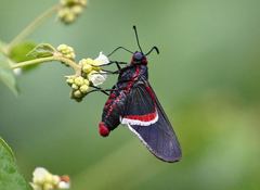 Mysoria barcastus barcastus