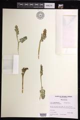 Botrychium spathulatum