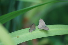 Cissia phronius