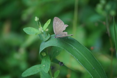 Cissia phronius