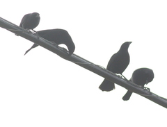 Molothrus rufoaxillaris