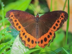 Oxeoschistus simplex