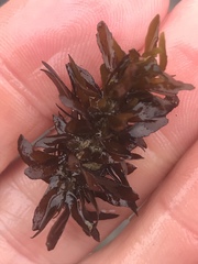 Sargassum muticum