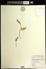 Botrychium pseudopinnatum