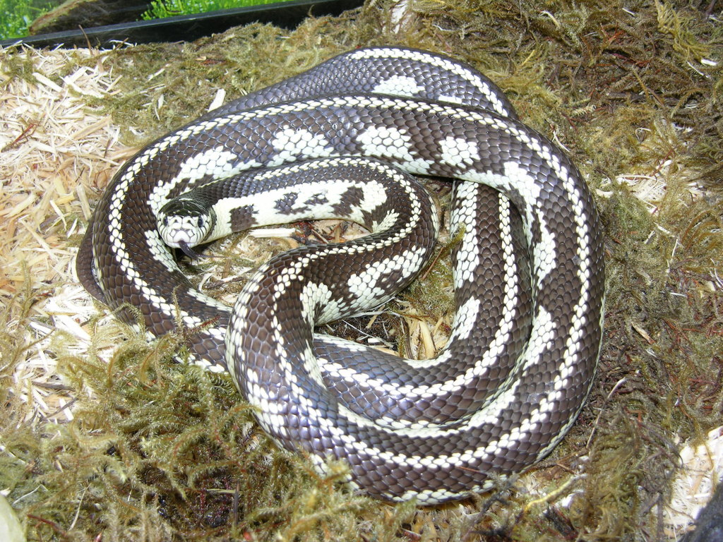 Serpent roi de Californie (Lampropeltis californiae)