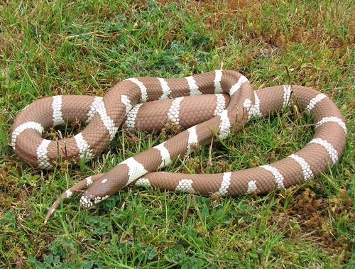 California King Snake