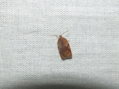 Acleris notana