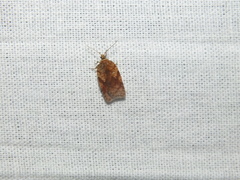 Acleris notana