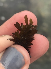 Sargassum muticum