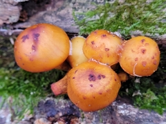Pholiota aurivella