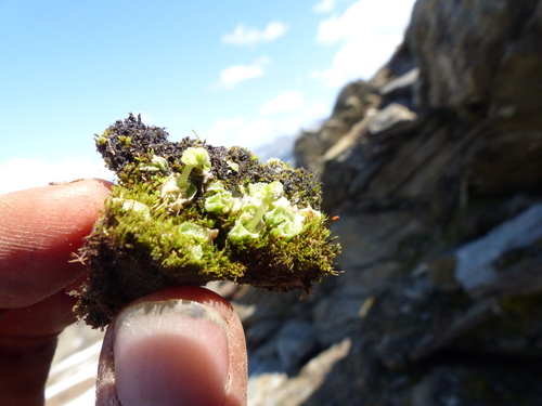 Image of Snow Lungwort by (c) J Straka, some rights reserved (CC BY)