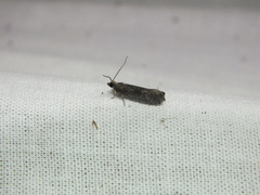 Epinotia maculana