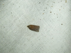 Acleris notana