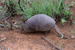 Dasypus septemcinctus septemcinctus