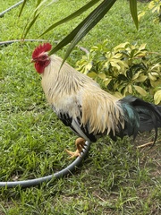 Gallus gallus domesticus