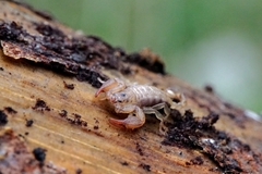 Euscorpius sicanus