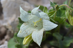 Campanula dolomitica