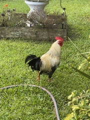 Gallus gallus domesticus