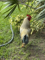 Gallus gallus domesticus